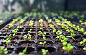 Organic Seedlings