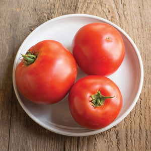 Tomato, Beefsteak/Early/Productive (Big Beef) Seedling