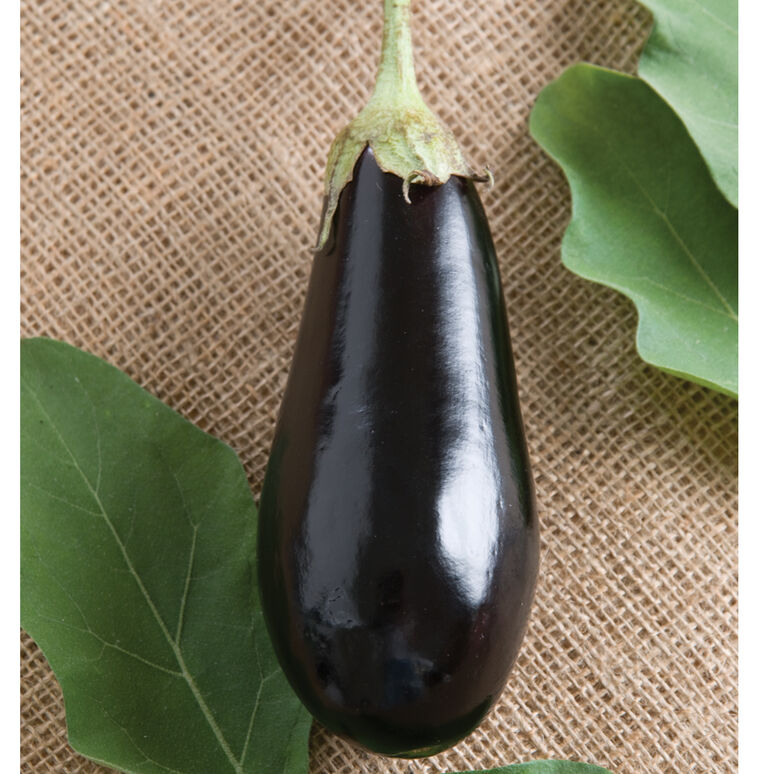 Eggplant (Traviata) Seedling