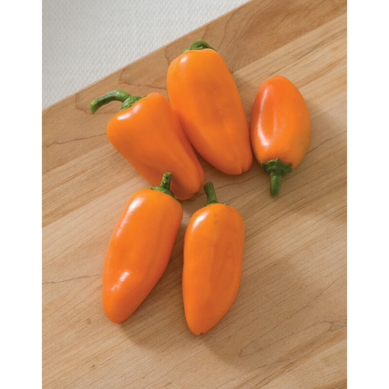 Lunchbox Mixed Mini Orange Bell Pepper (Seedling)