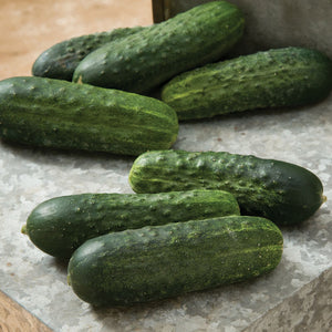 Cucumber, Pickling (Excelsior) Seedling