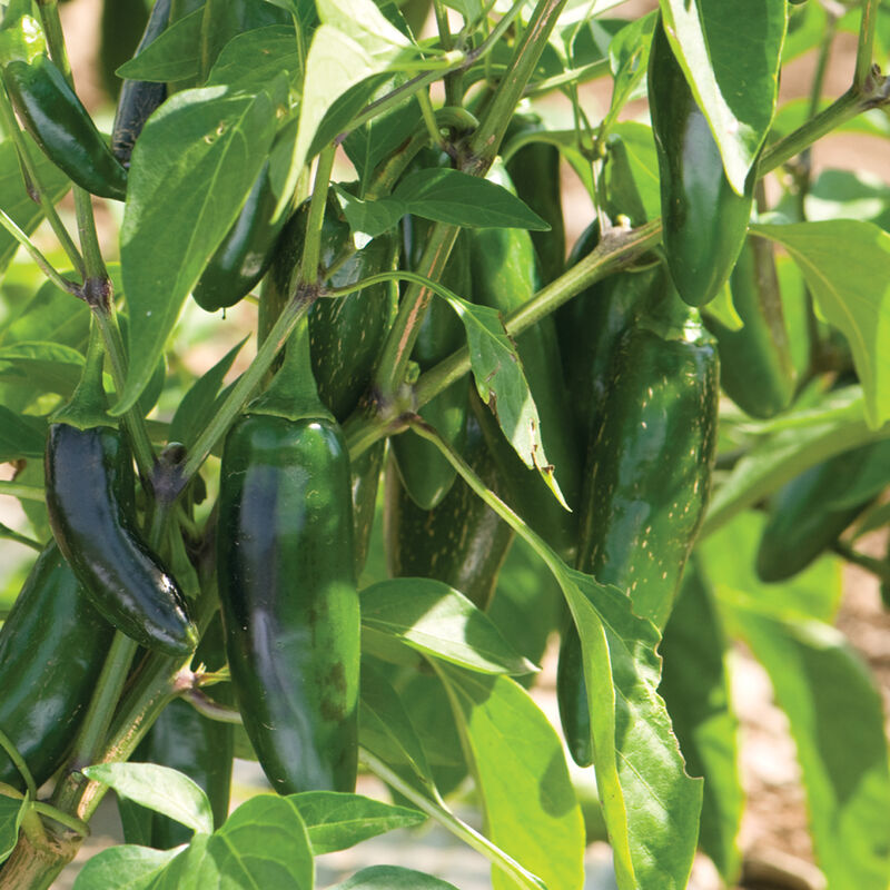 Jalapeño Pepper (Jalafuego) Seedling