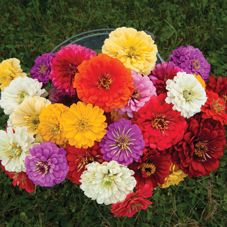 Zinnias (Giant Dahlia Mix) Seedling