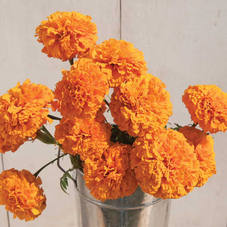 Marigolds (Giant Orange) Seedling