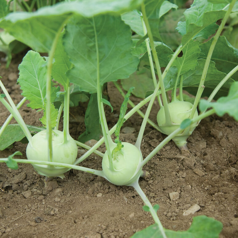 Kohlrabi (FM)bundle