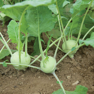 Kohlrabi (FM)bundle