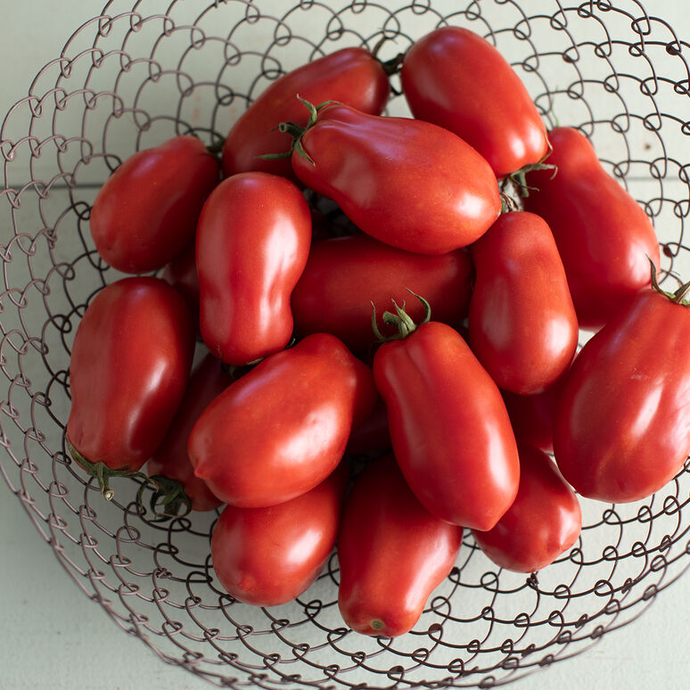 Tomato (San Marzano paste/canning) Seedling