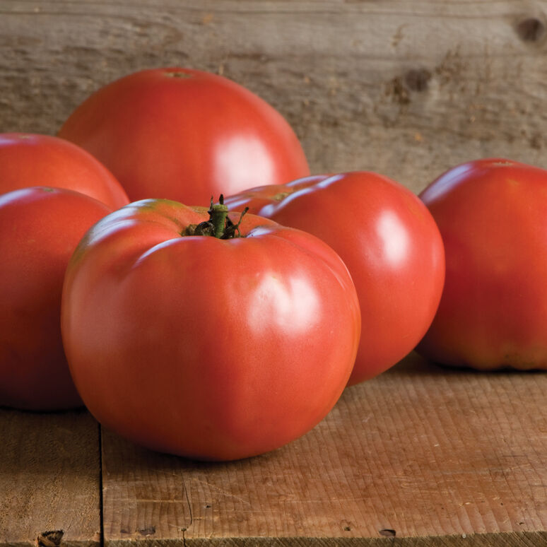 Tomatoes (Martha Washington) Seedling
