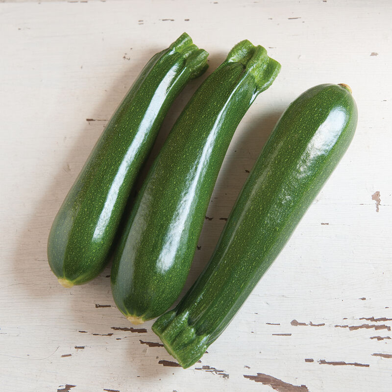 Zucchini (Dunja) Seedling