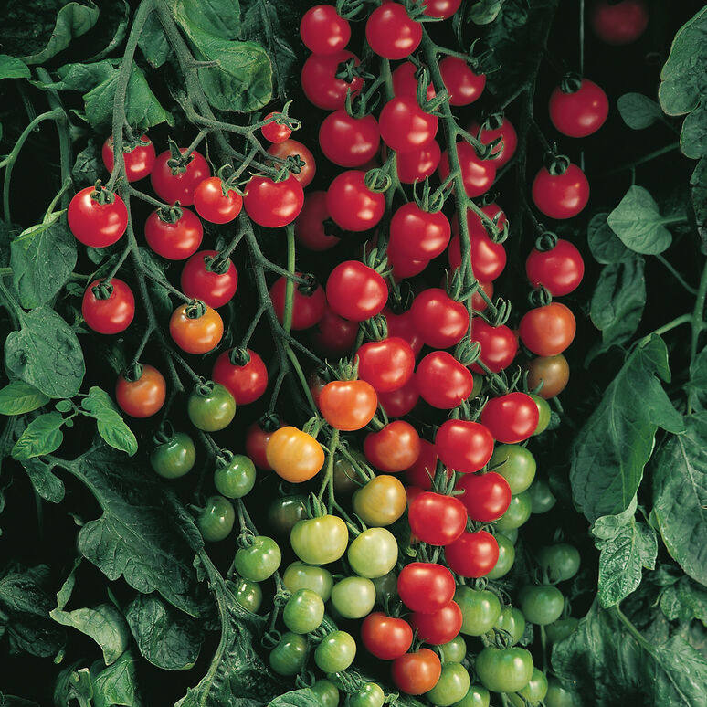 Cherry Tomato (Supersweet 100) Seedling