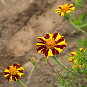 Marigolds (Pinwheel) Seedling