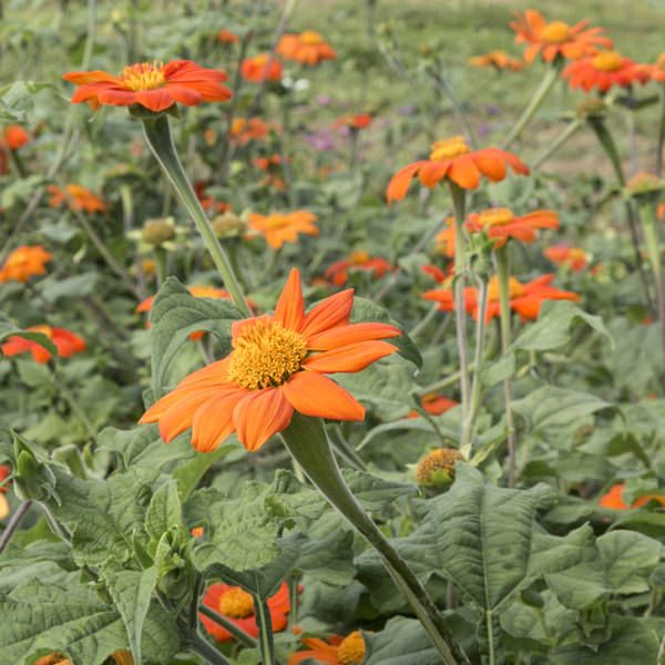 Sunflowers (Mexican) Seedling