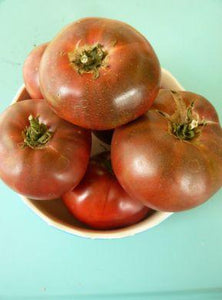 Tomato (Carbon) Seedling