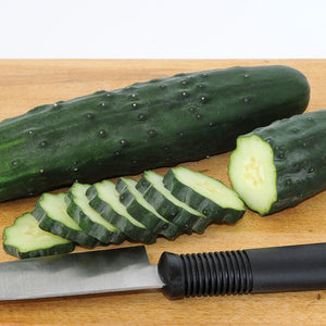 Cucumber (Corinto) Seedling