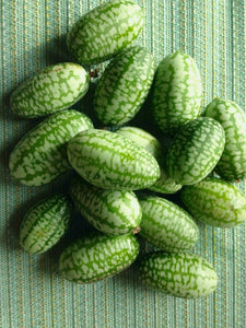 Cucumber (Cucamelon/Sandita/Mexican Sour Gherkin) Seedling