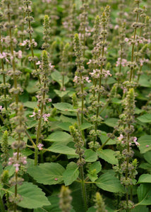 Tulsi (Holy) Basil Seedling